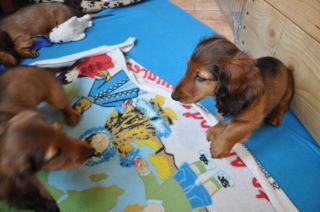 Jamnik d�ugow�osy